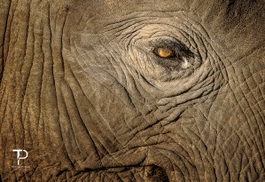 An Elephant Tear